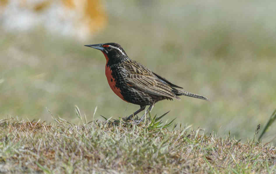 Pájaro Alondra de cola larga - islas Falkland o Malvinas 03.jpg
